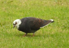 Columba livia domestica