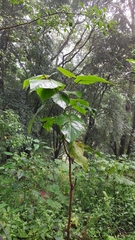 Solanum betaceum