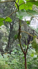 Solanum betaceum