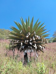 Furcraea guatemalensis