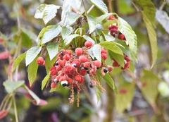 Paullinia rubiginosa
