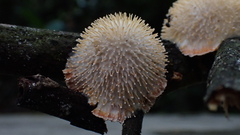 Echinoporia hydnophora