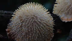 Echinoporia hydnophora