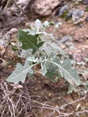 Lyrocarpa coulteri