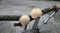 Echinoporia hydnophora