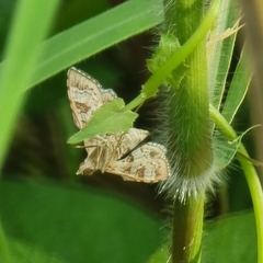 Sameodes cancellalis