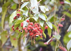 Paullinia rubiginosa