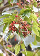 Paullinia rubiginosa