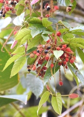 Paullinia rubiginosa