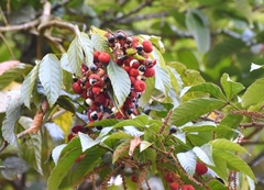 Paullinia rubiginosa