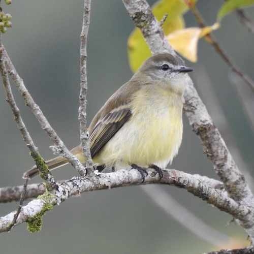 Planalto Tyrannulet