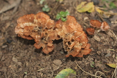 Podoscypha petalodes