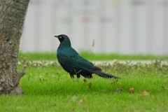 Lamprotornis caudatus
