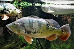 Butterfly Peacock Bass photo 4