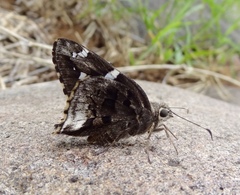 Codatractus arizonensis