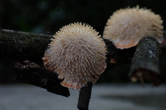 Echinoporia hydnophora