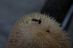 Echinoporia hydnophora