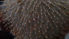 Echinoporia hydnophora