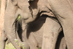 Elephas maximus indicus