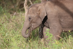 Elephas maximus indicus