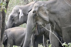 Elephas maximus indicus