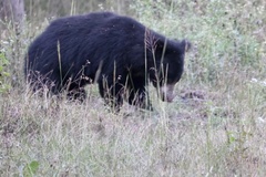 Melursus ursinus ursinus