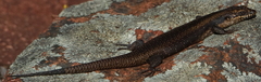 Egernia striolata