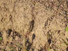 Heteracris