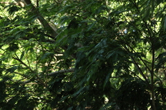 Albizia inundata