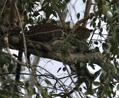 Panthera pardus fusca