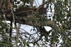 Panthera pardus fusca