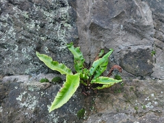 Asplenium scolopendrium scolopendrium