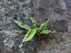 Asplenium scolopendrium scolopendrium