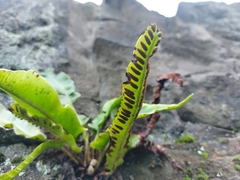 Asplenium scolopendrium scolopendrium