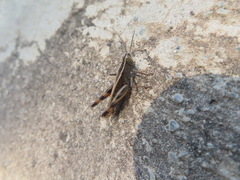 Heteracris