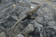 Microlophus peruvianus