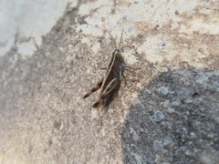 Heteracris