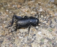 Gryllus bimaculatus