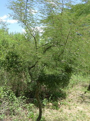 Libidibia paraguariensis