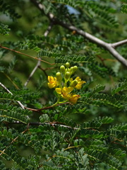 Libidibia paraguariensis