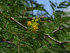 Libidibia paraguariensis