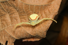 Misumenops callinurus