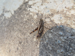 Heteracris