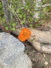 Adenophyllum speciosum