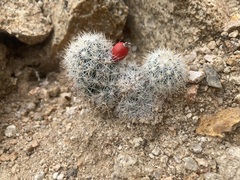 Mammillaria schumannii