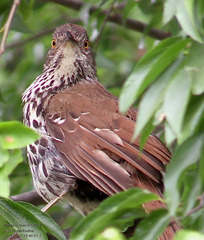 Toxostoma longirostre