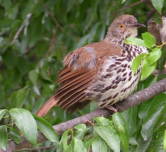Toxostoma longirostre
