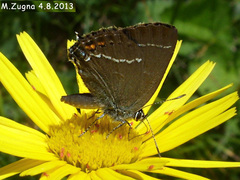 Satyrium spini