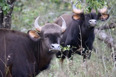 Bos gaurus