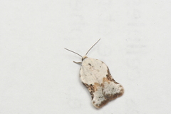 Acleris subnivana